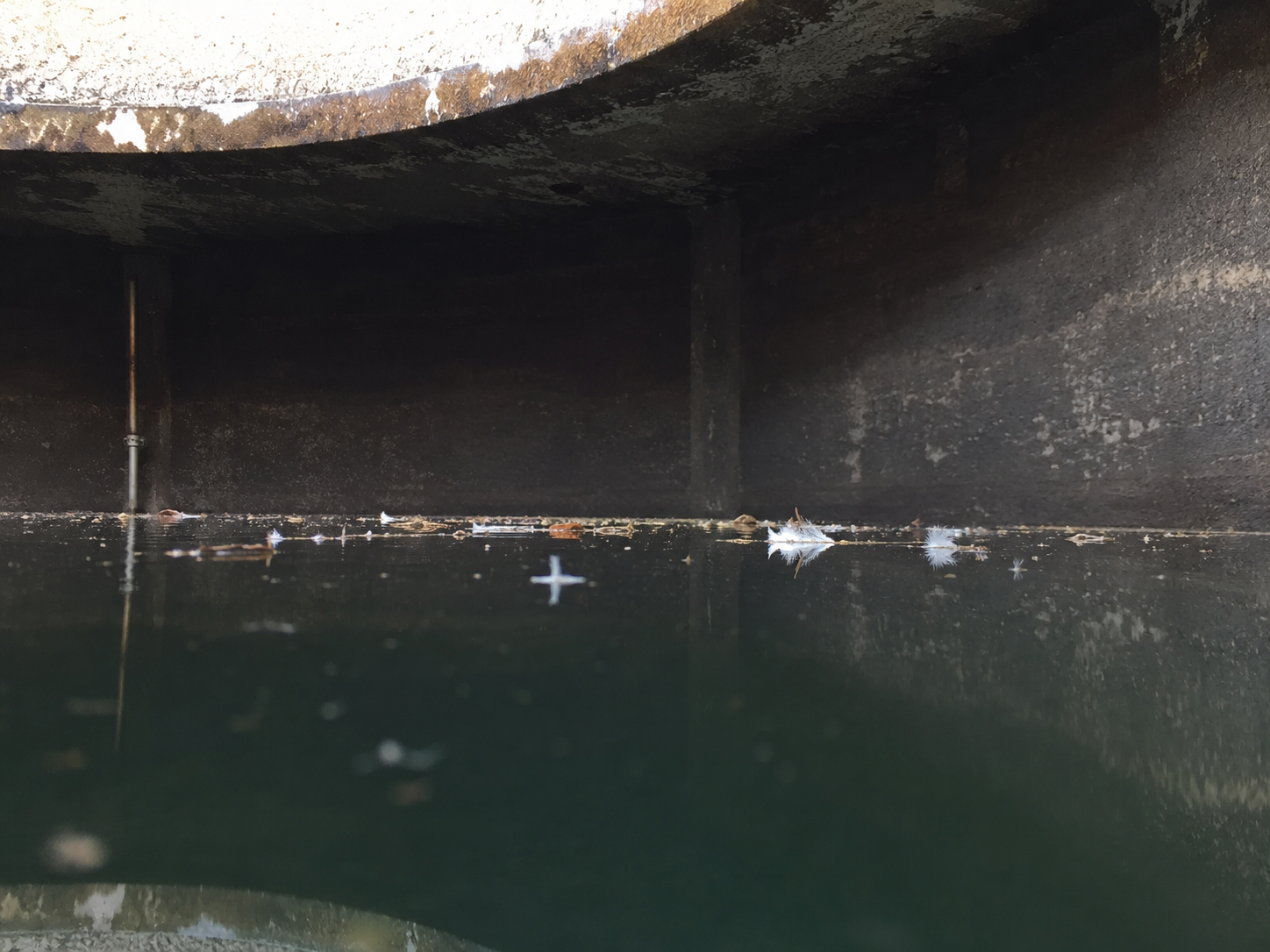 Feathers floating at the waterline inside a potable water storage tank